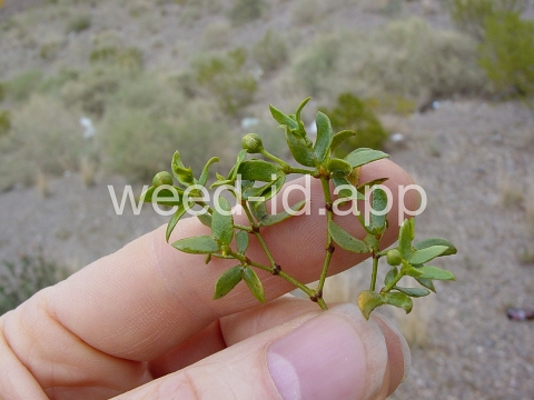 creosotebush